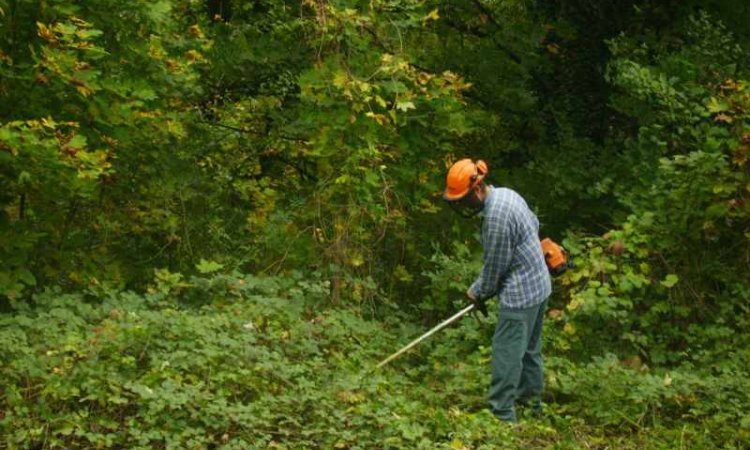 Entretien d'espaces verts - Mâcon - Régie Mâconnaise de Services